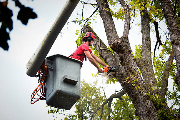 Best Seasonal Cleanup  in Weddington, NC